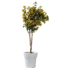 Γλάστρα LINEA λευκή 45x24cm