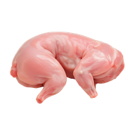 Νωπό Κυνήγι