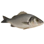 &Iota;&chi;&theta;&upsilon;&omicron;&pi;&omega;&lambda;&epsilon;ί&omicron;